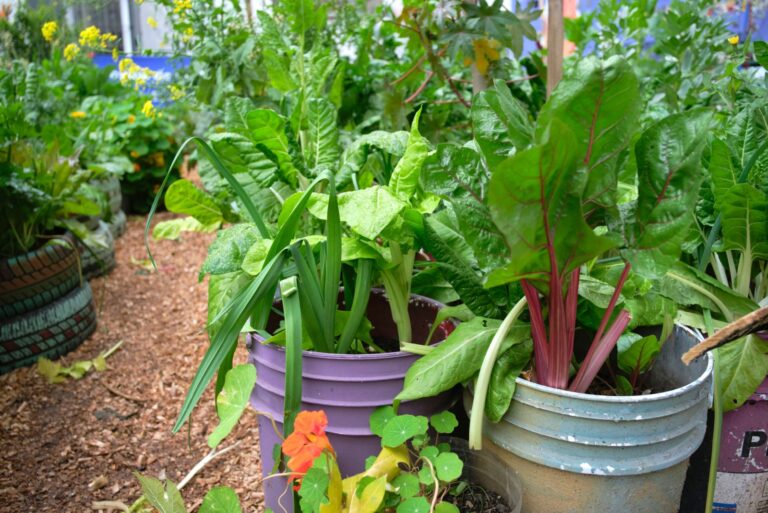 vegetables in buckets