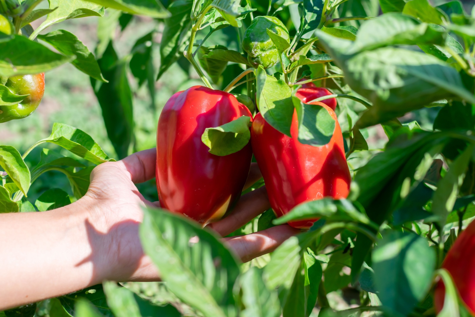 13 Vegetables That Grow Best In New Jersey’s Coastal Climate