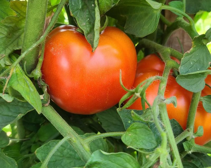 Sweet Jersey Tomatoes
