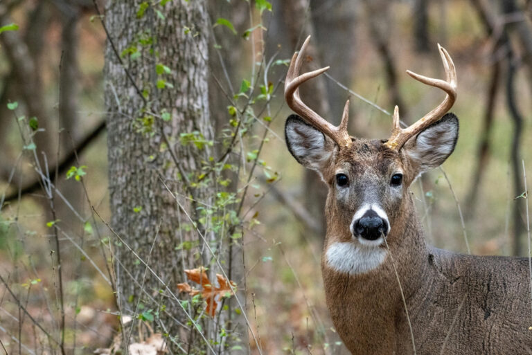 deer (featured image)