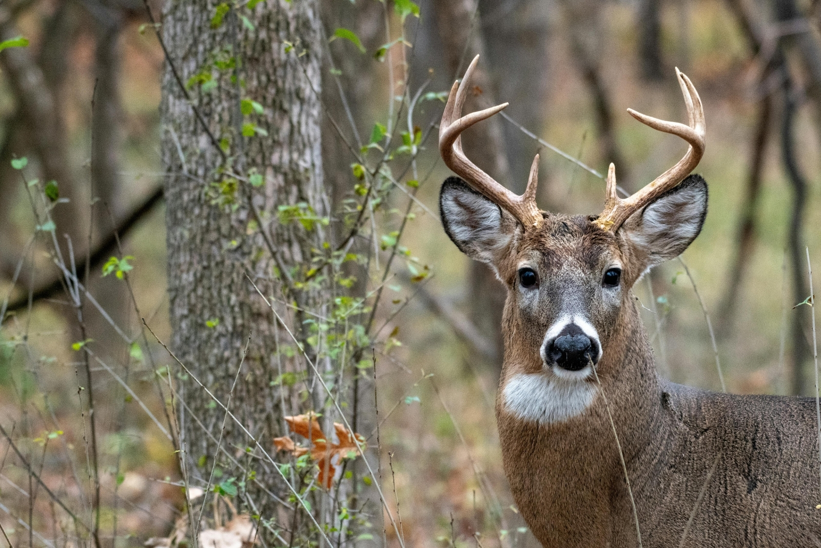 13 Wild Animals That Are Thriving In Illinois Cities And Could Be In Your Backyard