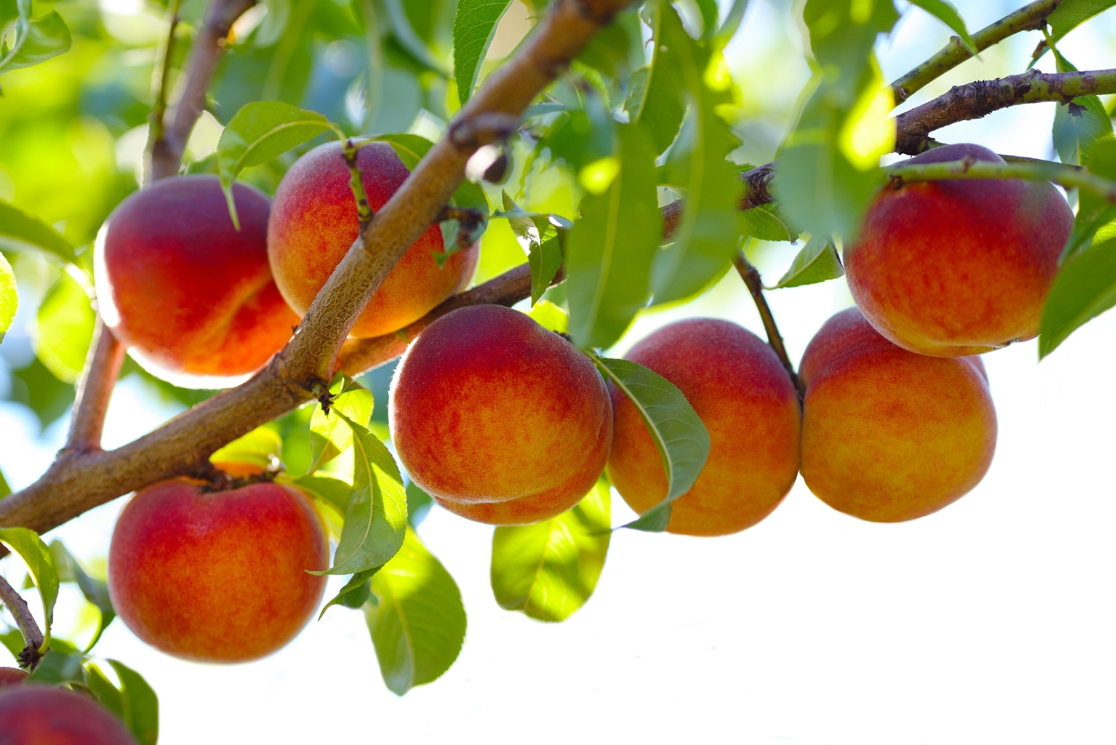 14 Best Fruits To Plant From Seed In Washington This October