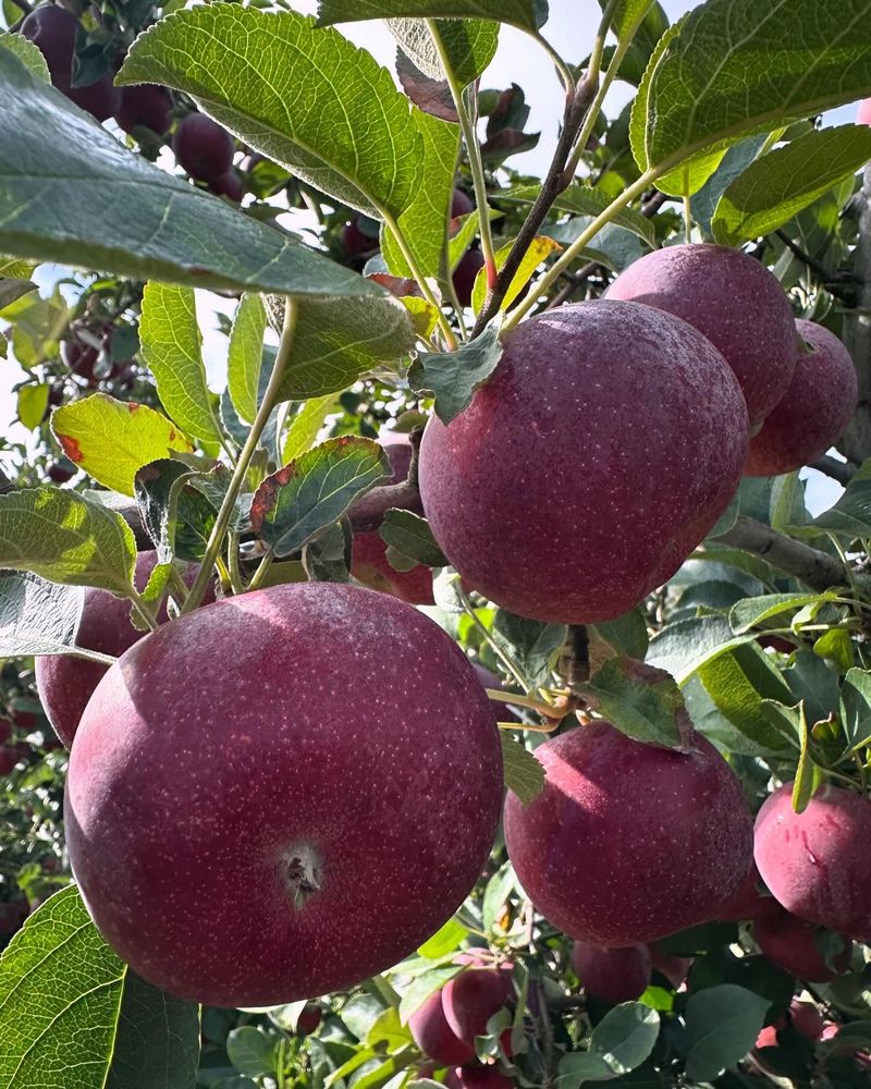 Apples