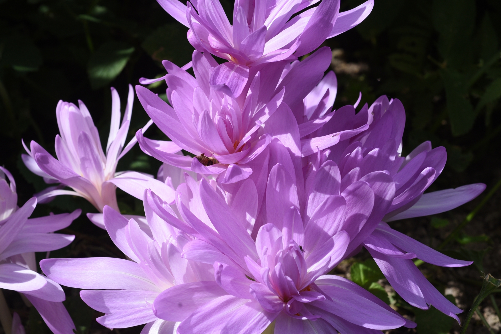 14 Fall Blooming Flowers That Thrive In Shade Gardens In Georgia