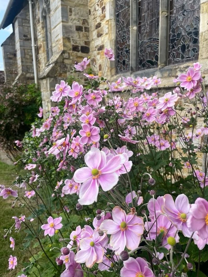 Japanese Anemone