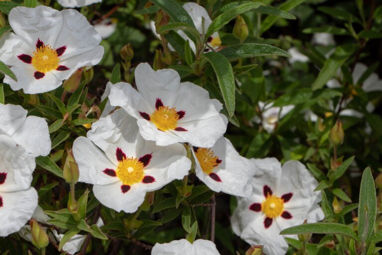 rockrose shrub