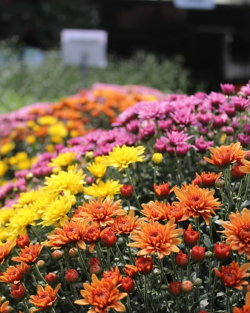 Mums (Chrysanthemums)