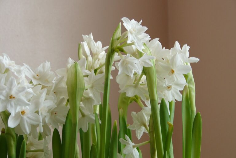 paper white narcissus