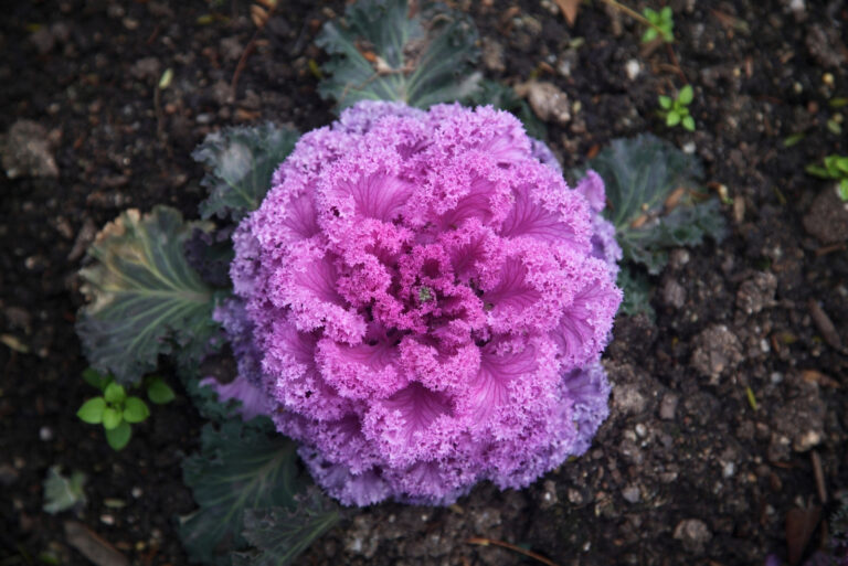 ornamental kale (featured image)