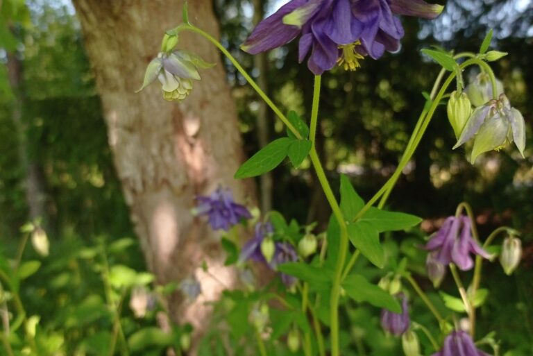 blooming columbines growing under the tree
