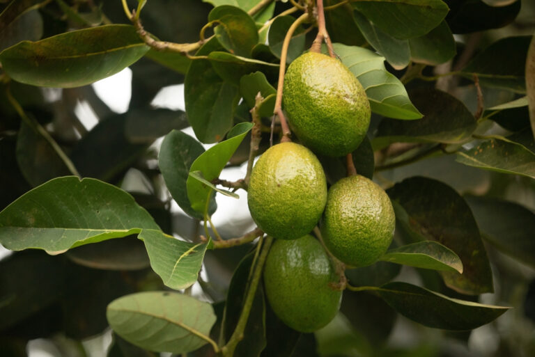 avocado tree (featured image)