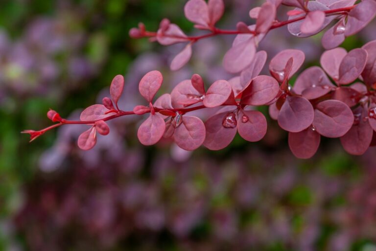 Japanese barberry - berberis thunbergii