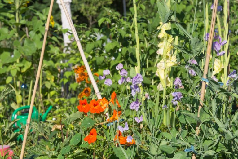 garden nasturtiums and purple sweet peas blooming in a garden