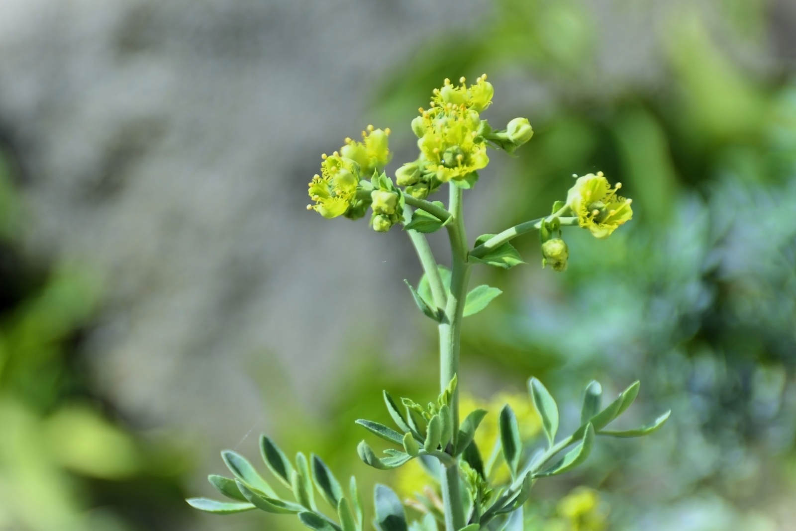 14 Plants That Help Pennsylvanians Keep Rats Out Of Their Gardens