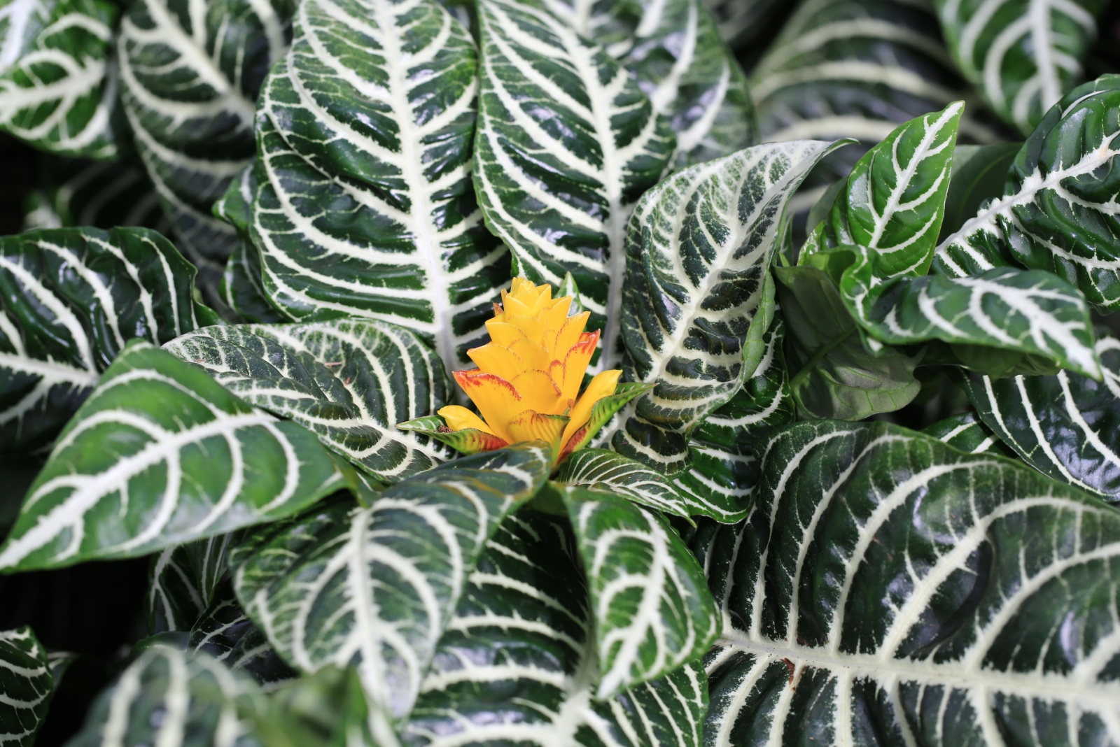 14 Plants That Look Perfect In The Store But Fade Fast In California Homes