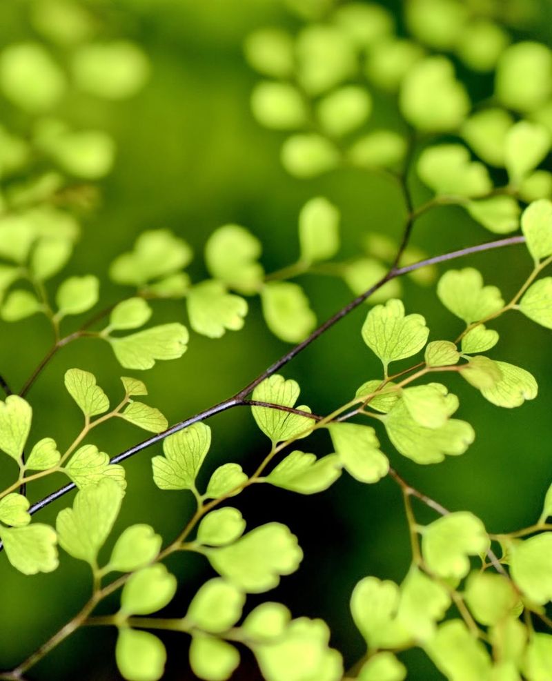 Maidenhair Fern
