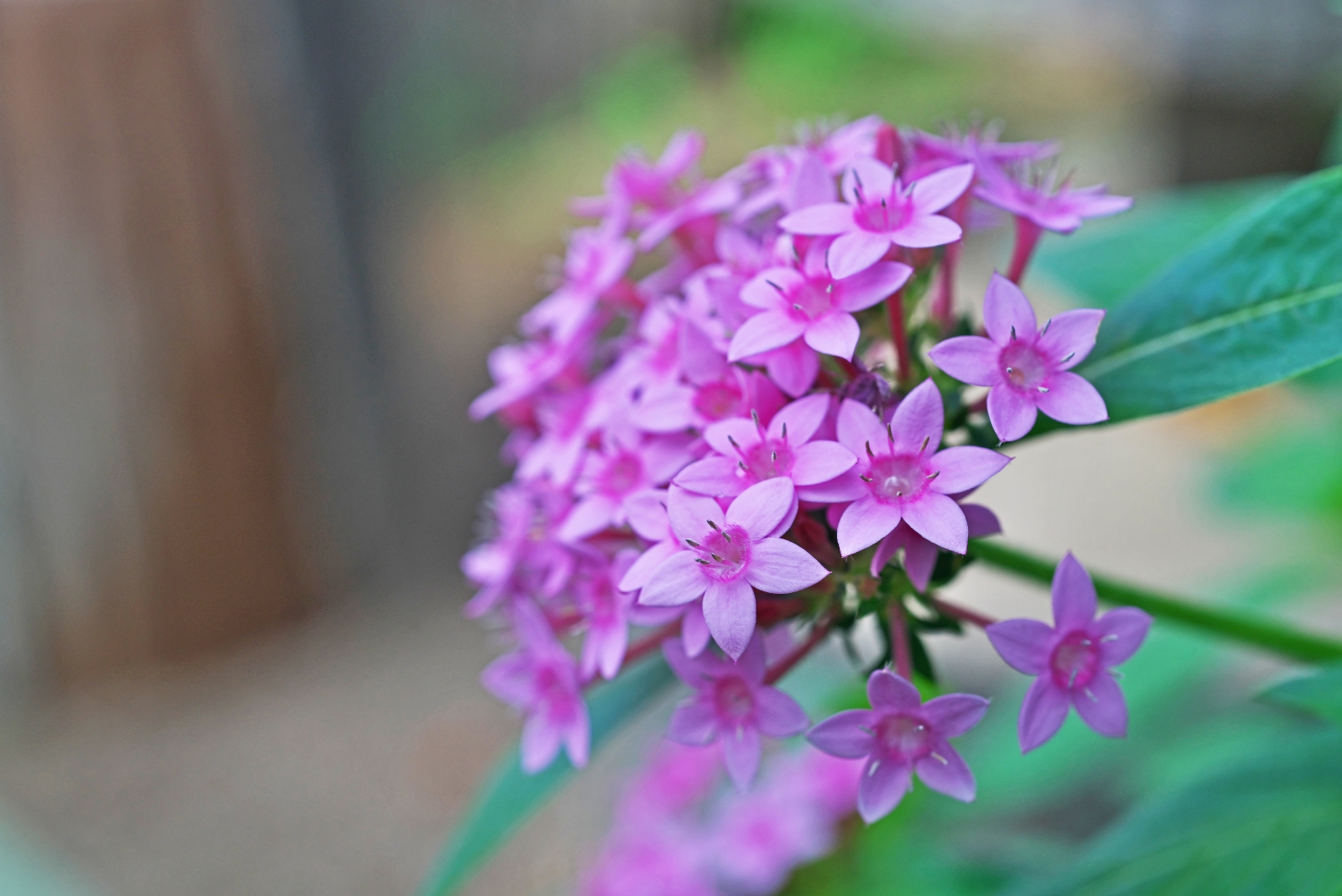 14 Plants To Deadhead This October In Georgia Gardens