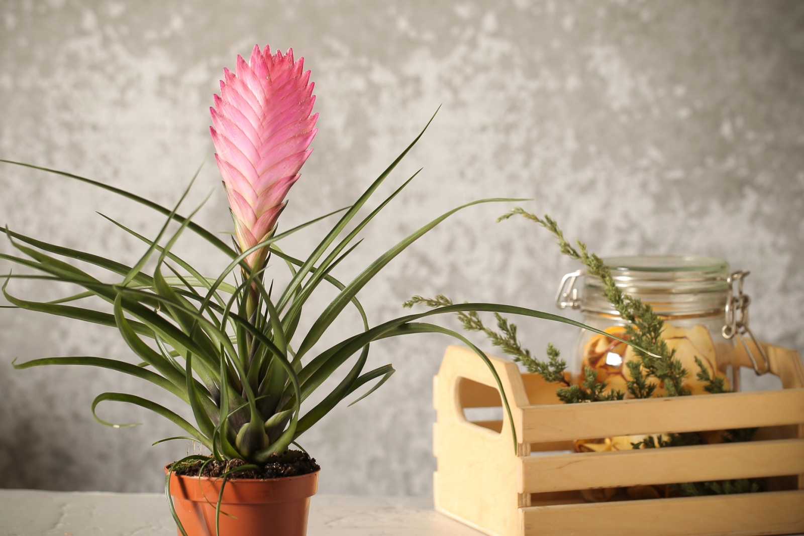 14 Set And Forget Houseplants Perfect For Florida Homes