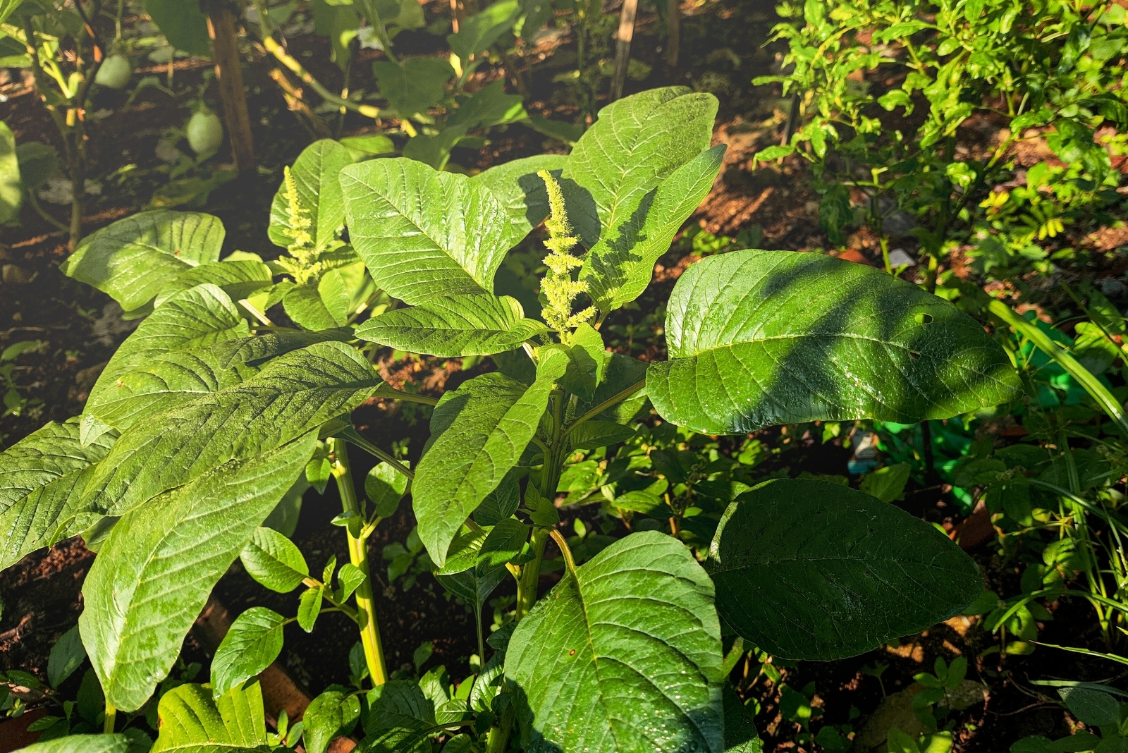14 Vegetables Perfect For Year-Round Bucket Gardening In Washington