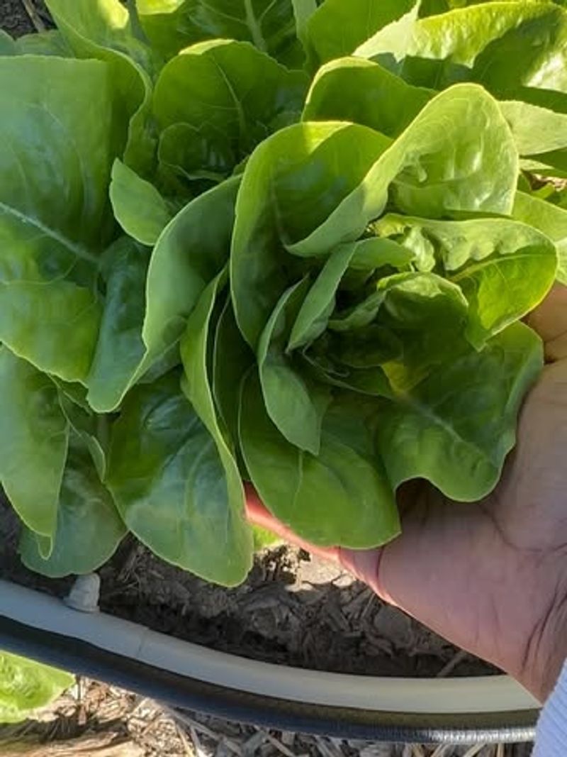 Lettuce