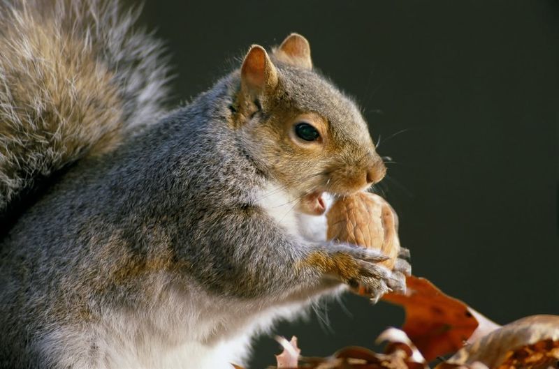 Eastern Gray Squirrel