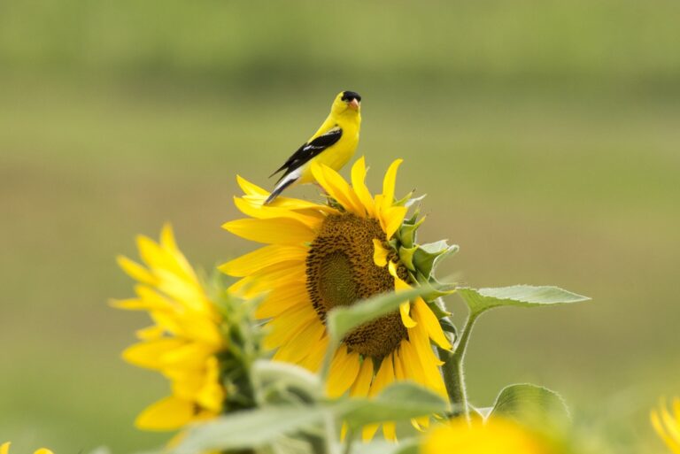 American Goldfinch on a Sunflower