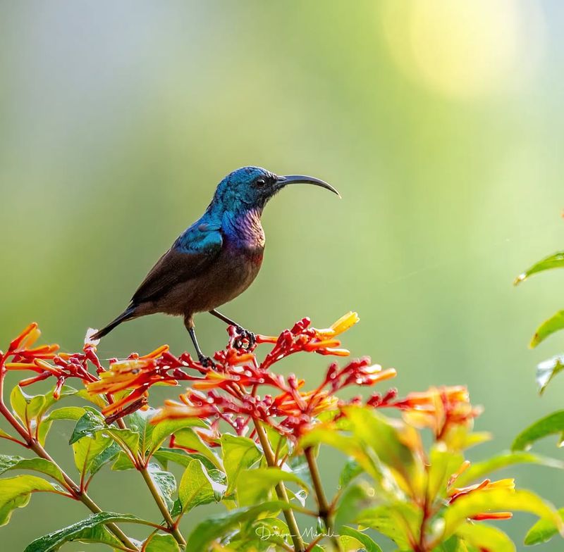 Firebush (Hamelia patens)