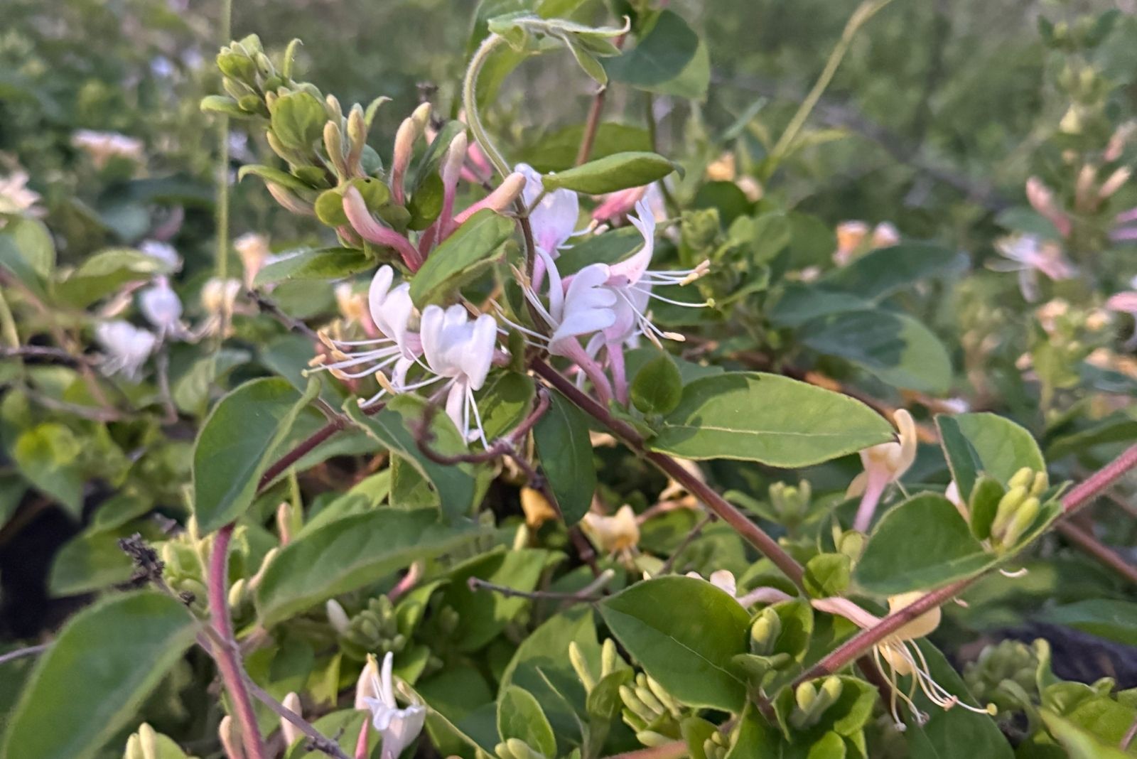 15 Invasive Garden Plants Texas Suburbs Might Soon Ban