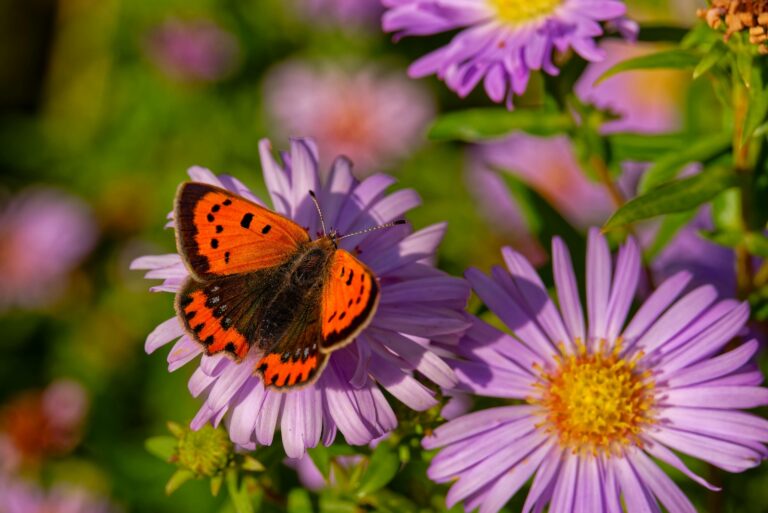 butterfly on an aster flower