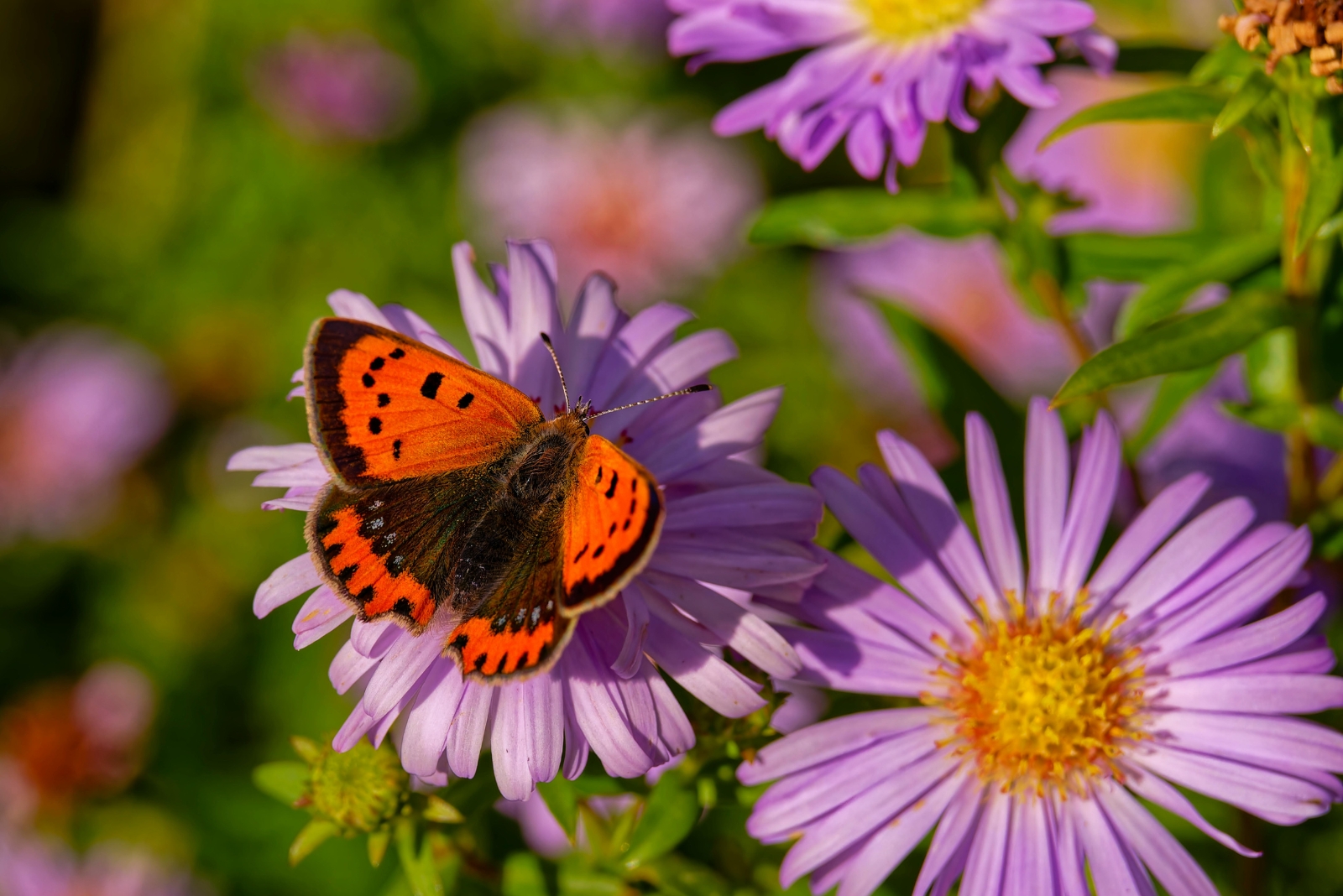 butterfly on an aster flower