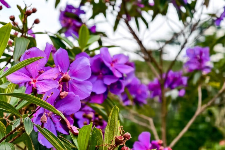 Princess Flower in Bloom (featured image)