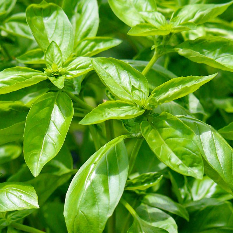 Basil