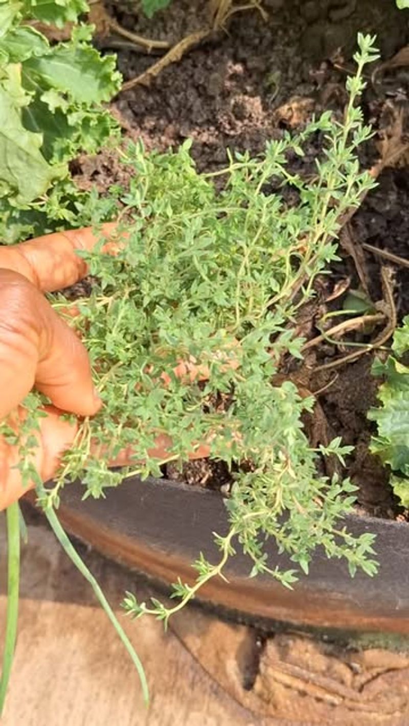 3. Thyme