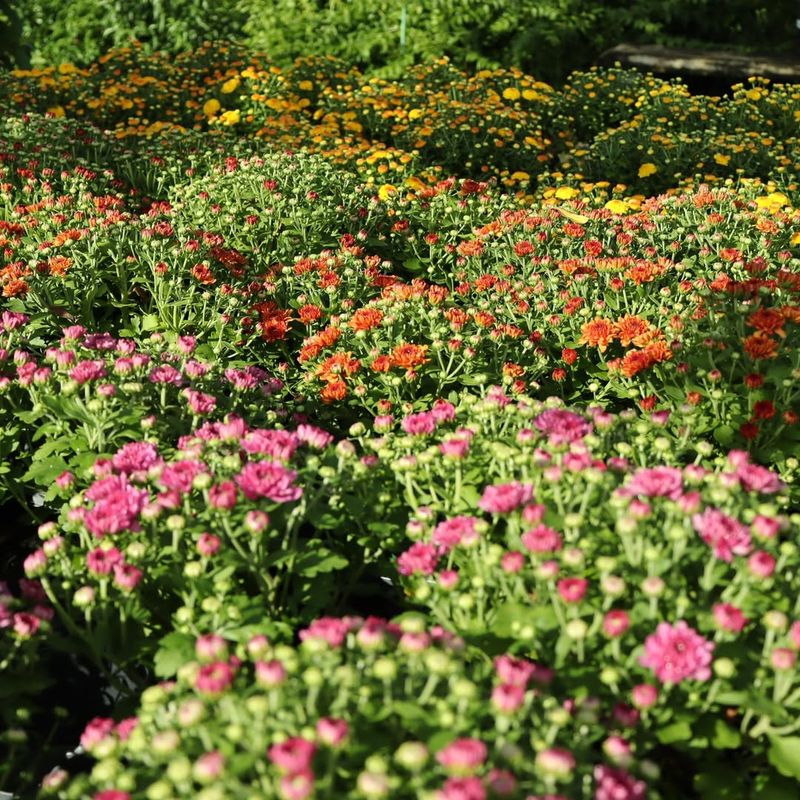 3. Pinch Off Spent Blooms Regularly