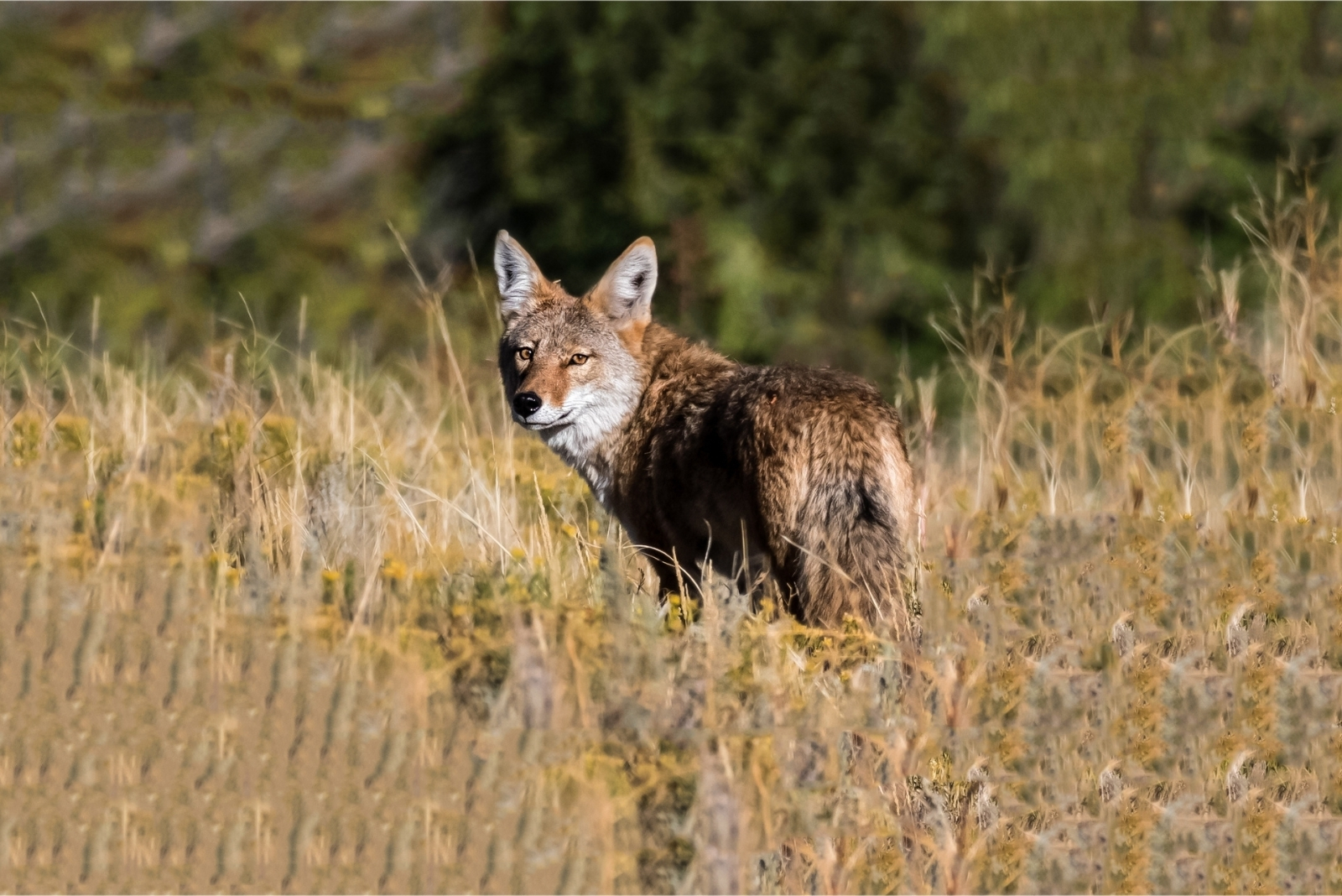 5 Things To Do If A Coyote Visits Your Alaska Yard (And 3 You Should Skip)