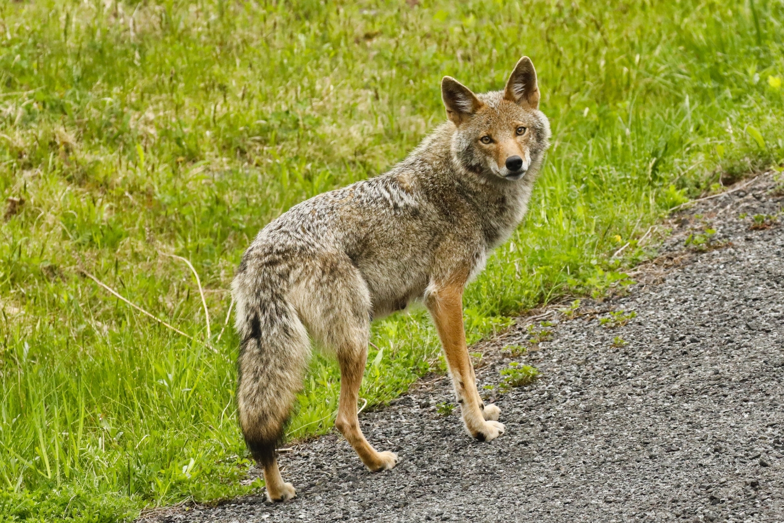 5 Ways To Handle A Coyote In Your Maine Yard (And 3 Mistakes To Avoid)