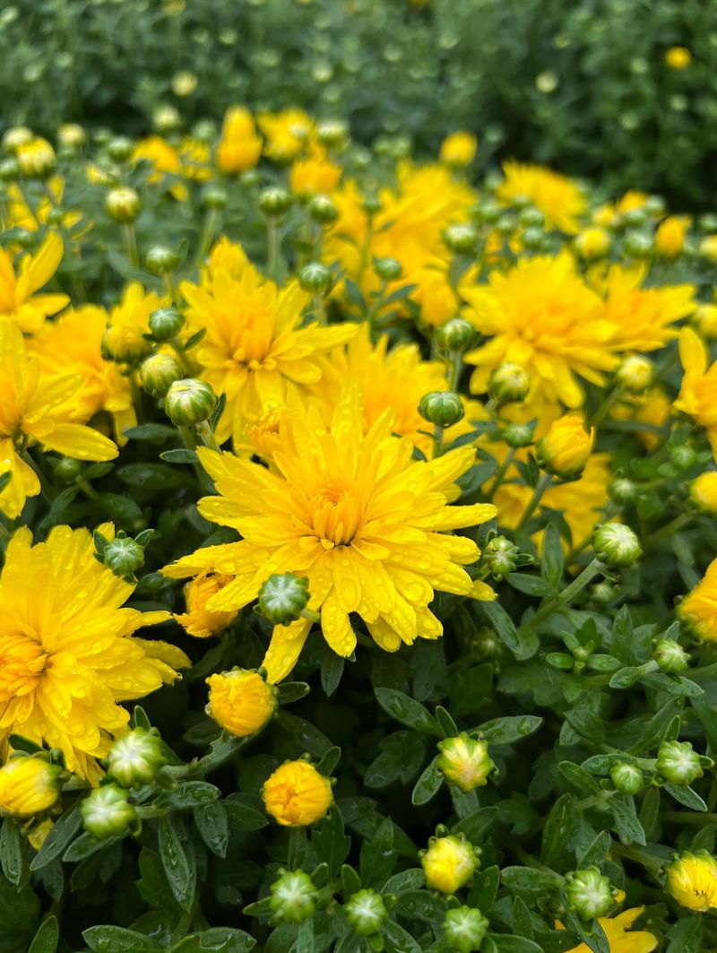 6. Choose Hardy Varieties For Tennessee
