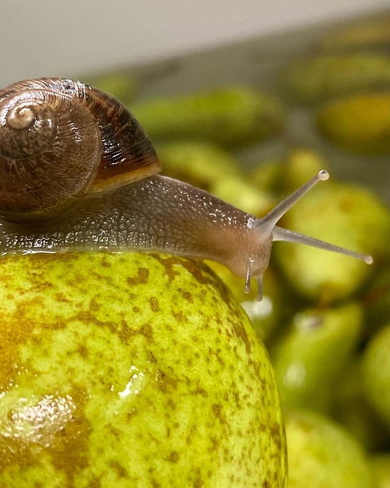 7. Decline In Snail And Slug Populations