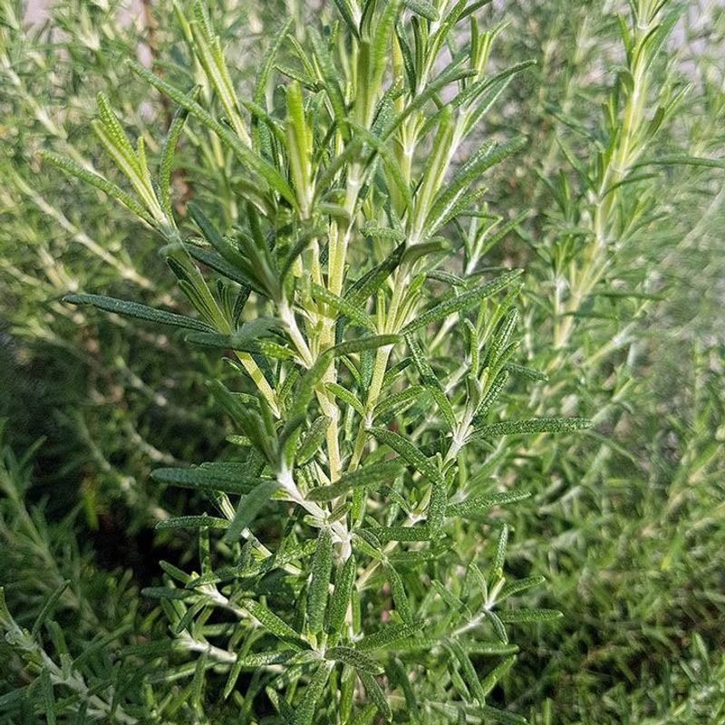 7. Rosemary