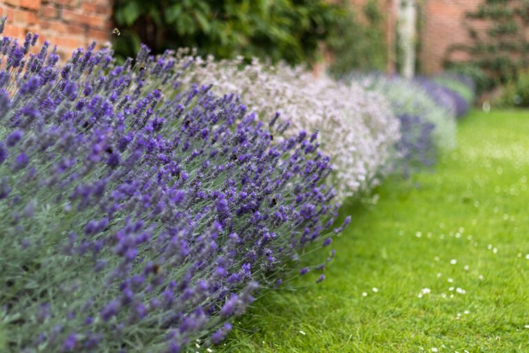 lavender hedge
