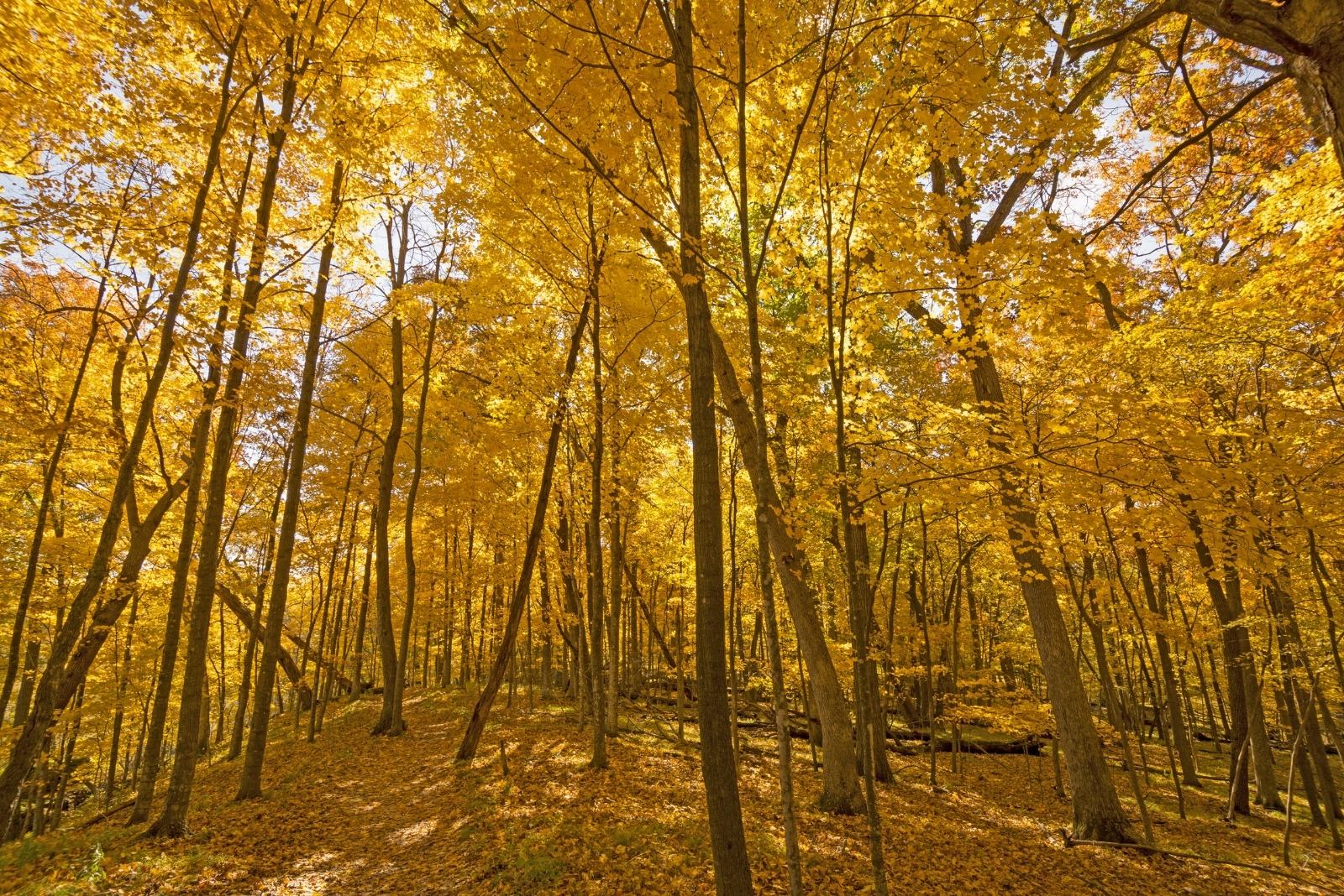 Iowa park (featured image)