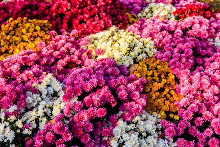Background of the beautiful colorful chrysanthemum flowers