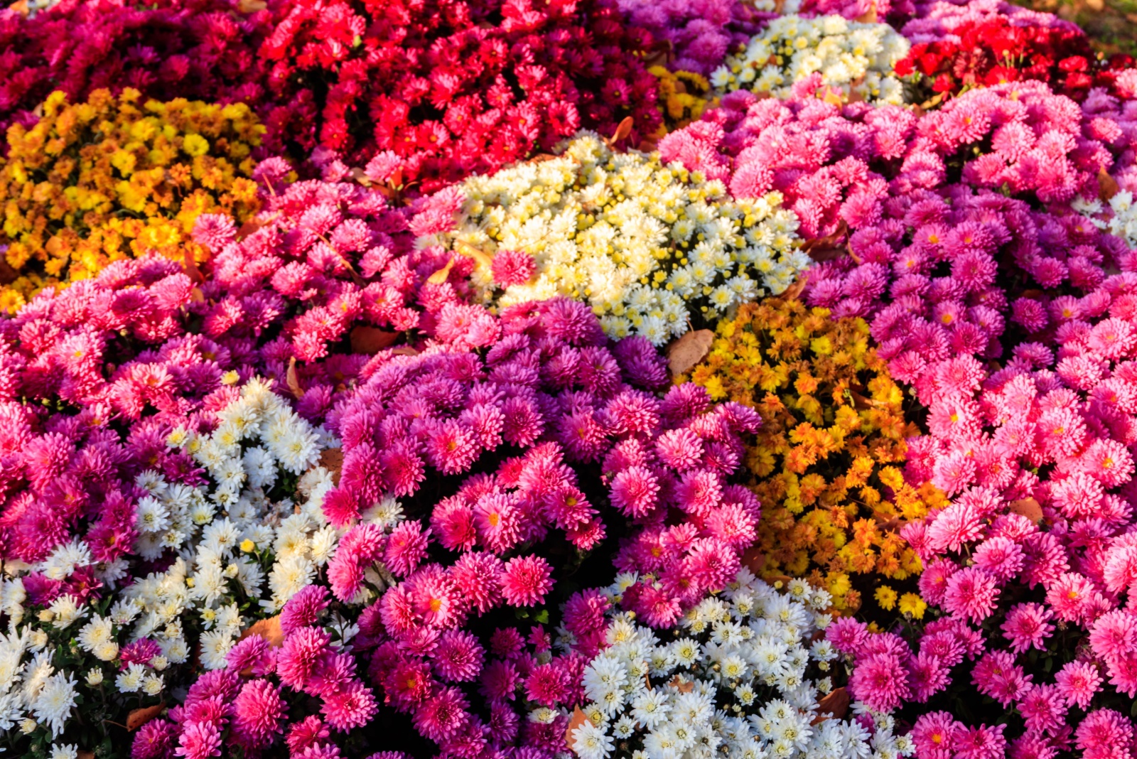 7 Common Buying Mistakes People Make With Fall Mums In Missouri
