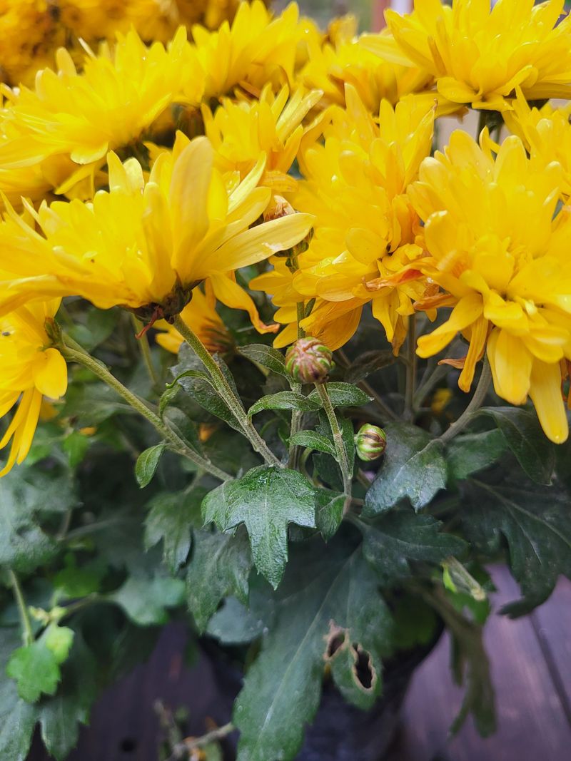 Buying Mums Too Early In The Season