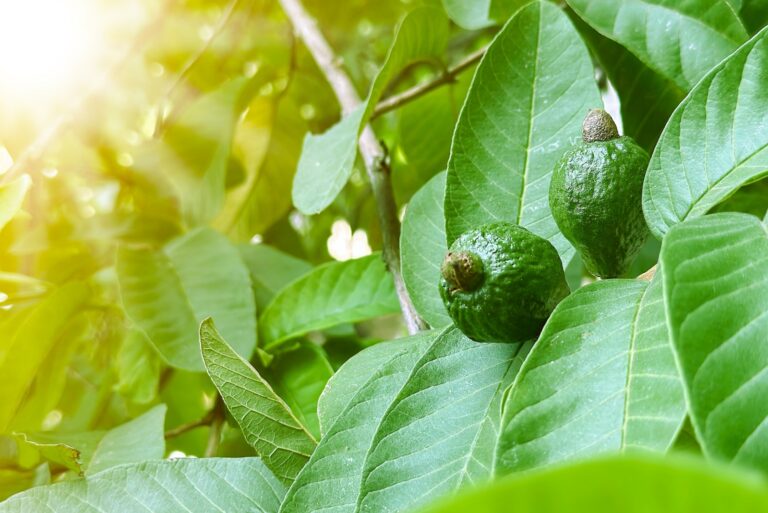 View of unripe guava