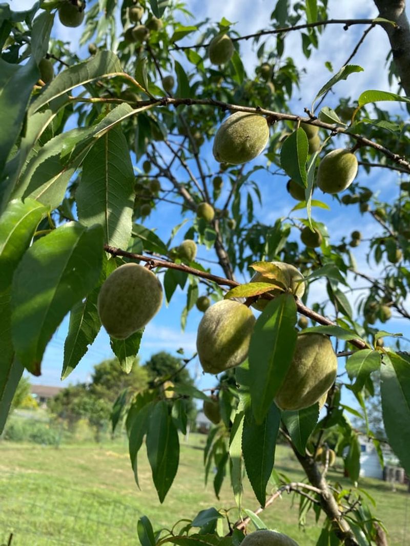Wrong Variety For Georgia's Climate