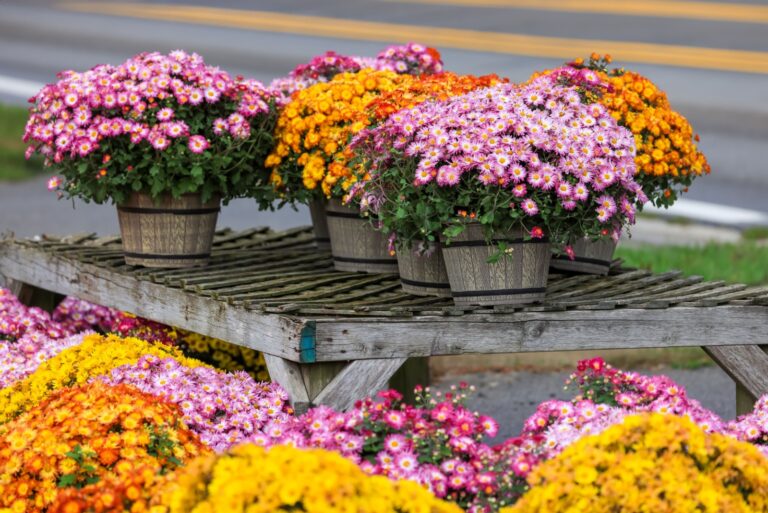bright colorful mums flower pots