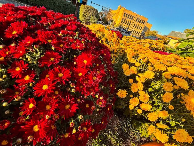 Choosing Mums Already In Full Bloom