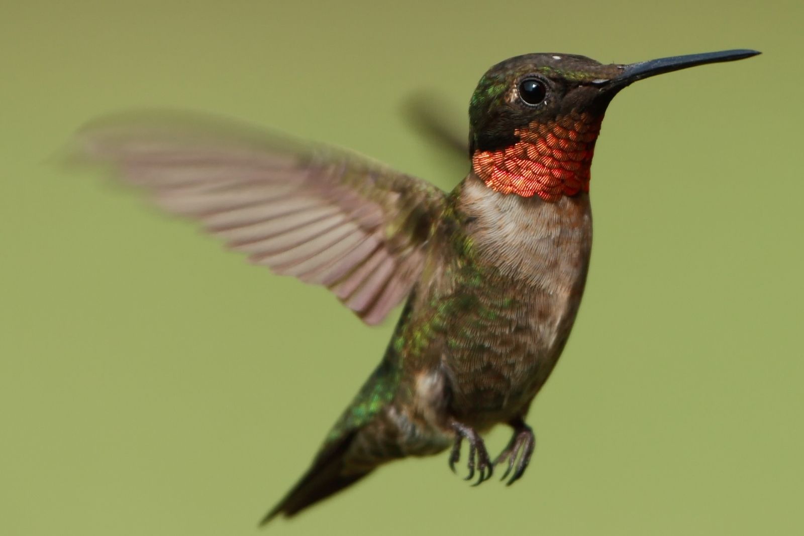 7 Creatures Missouri Homeowners Are Legally Forbidden To Remove From Their Gardens