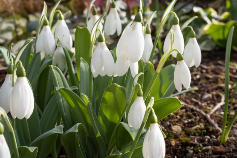 Snowdrops